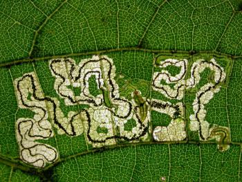 Stigmella tiliae Lindemineermot