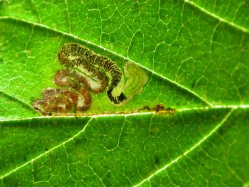 Stigmella viscerella - Zuidelijke iepenmineermot