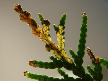 Argyresthia thuiella - Thujamineermot