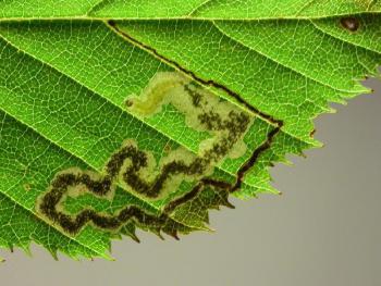 Stigmella carpinella - Haagbeukmineermot