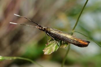 Coleophora alcyonipennella - Metaalkokermot