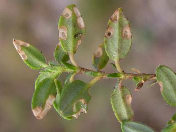 Apterona helicoidella - Slakkenhuisdrager