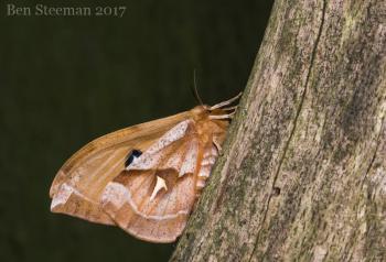 Aglia tau - Voeren ~ Het Veursbos (Limburg) 22-04-2017 ©Ben Steeman