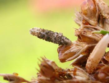 Coleophora caespititiella - Zeeruskokermot