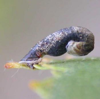 Coleophora betulella - Witte berkenkokermot