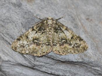 Cleorodes lichenaria - De Panne ~ Krakeelduinen (West-Vlaanderen) 20-06-2021 ©Steve Wullaert