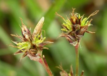 Coleophora otidipennella - Vroege veldbieskokermot