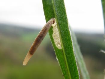 Coleophora ramosella - Gestreepte guldenroedekokermot