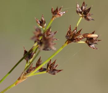 Coleophora tamesis - Zompruskokermot