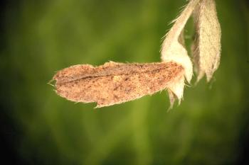 Coleophora albicostella - Aardbeikokermot