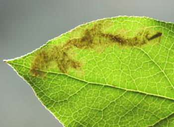 Cameraria gaultheriella - Salalmineermot