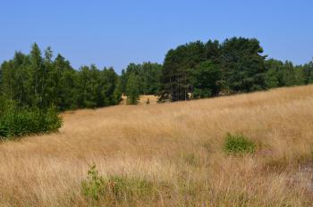 Sfeer - Andenne ~ Réserve naturelle de Sclaigneaux (Luik) 14-07-2018 ©Steve Wullaert 