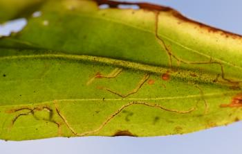 Digitivala arnicella - Valkruidmineermot