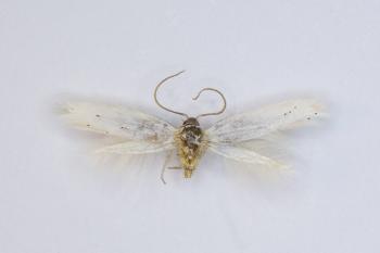 Elachista berndtiella - Kleine peper- en- zoutmineermot