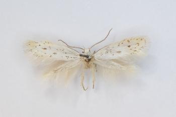 Elachista elsaella - Grote peper-en-zoutmineermot