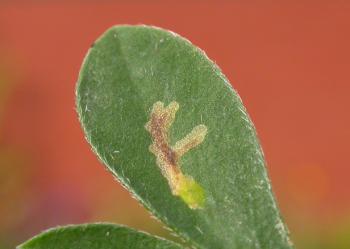 Micrurapteryx kollariella - Bremsteltmot