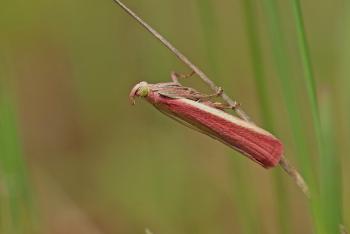 Oncocera semirubella - Aywaille ~ Heid des Gattes (Luik) 16-06-2018 ©Wim Declercq