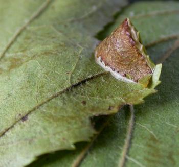 Parornix scoticella - Appelzebramot