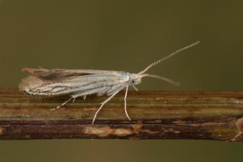 Coleophora zelleriella - Goudvlerkwilgenkokermot