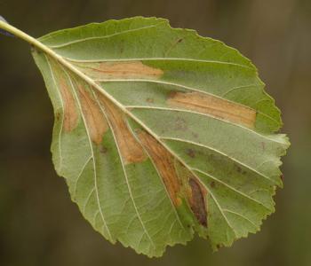 Phyllonorycter rajella - Gewone elzenvouwmot