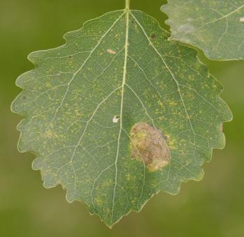 Phyllonorycter sagitella - Rode espenvouwmot