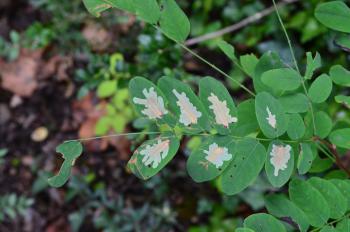 Parectopa robiniella - Acaciamineermot