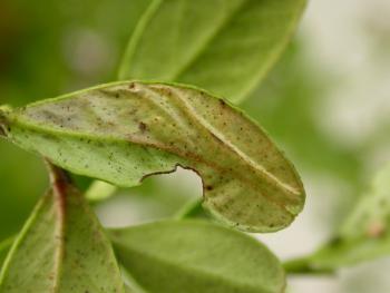 Phyllonorycter junoniella - Vossenbesvouwmot