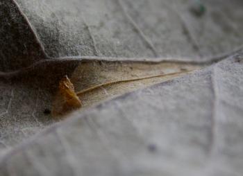 Phyllonorycter muelleriella - Gevlekte eikenvouwmot