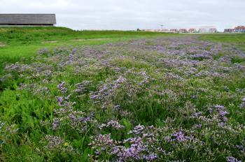 Sfeer - Nieuwpoort ~ De IJzermonding (West-Vlaanderen) - 04-07-2020 ©Steve Wullaert