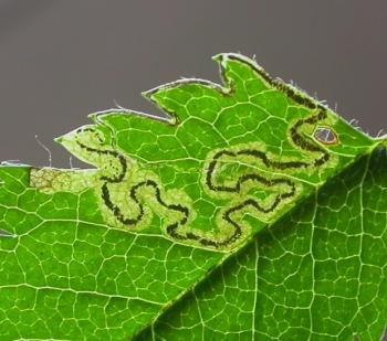 Stigmella magdalenae Grijze lijsterbesmineermot