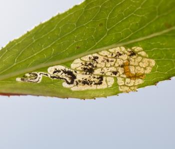 Stigmella obliquella - Gewone wilgenmineermot