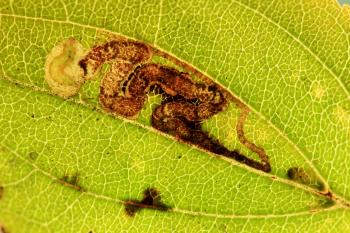 Stigmella catharticella - Wegedoornmineermot