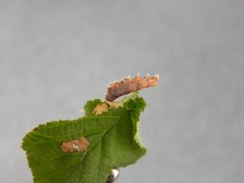 Coleophora badiipennella - Iepenkokermot