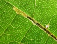 Stigmella microtheriella Slanke mineermot