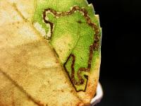 Stigmella sakhalinella - Bladrandberkenmineermot