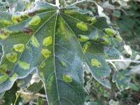 Phyllonorycter comparella - Abeelvouwmot