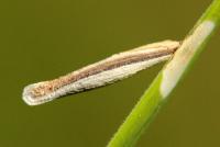 Coleophora solitariella - Oranje muurkokermot