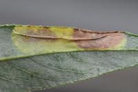 Phyllonorycter pastorella - Late wilgenvouwmot