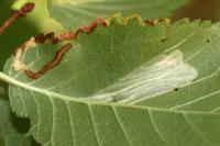 Phyllonorycter schreberella - Fraaie iepenvouwmot