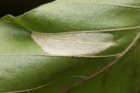 Phyllonorycter maestingella - Beukenvouwmot