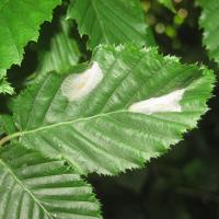 Phyllonorycter esperella - Haagbeukblaasmijnmot