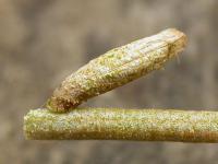 Coleophora salinella - Melkwitte meldekokermot