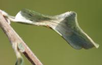 Phyllonorycter quinqueguttella - Kruipwilgvouwmot