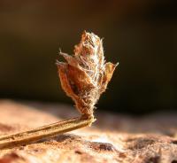 Coleophora saturatella - Driekleurige bremkokermot