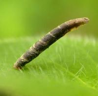 Coleophora albitarsella - Zwarte weidekokermot