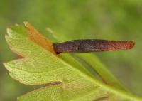 Coleophora hemerobiella - Fruitboomkokermot