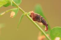 Coleophora discordella - Rolklaverkokermot