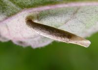 Coleophora follicularis - Koninginnekruidkokermot