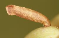 Coleophora gallipennella - Hokjespeulkokermot