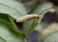 Coleophora gryphipennella - Rozenkokermot